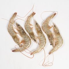 Five raw shrimp arranged on a white background, showcasing fresh seafood ready for cooking.